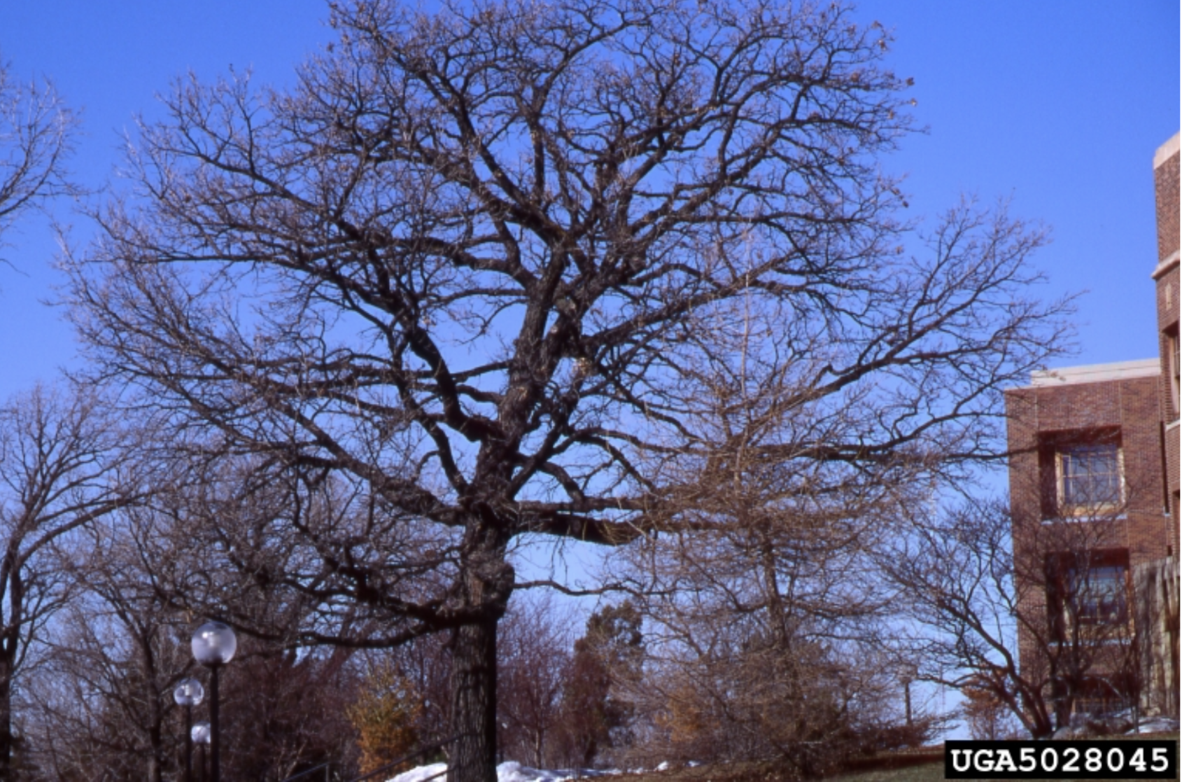 Nice Bur oak specimen tree on University of Minnesota campus. Image Courtesy Joseph OBrien, USDA Forest Service, Bugwood.org<br />
